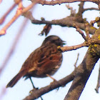 White Throated Sparrow