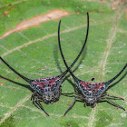 Spiny Orb Spider