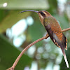 Long-billed Hermit