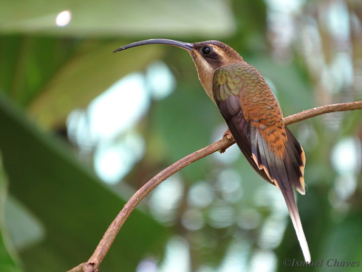 Long-billed Hermit