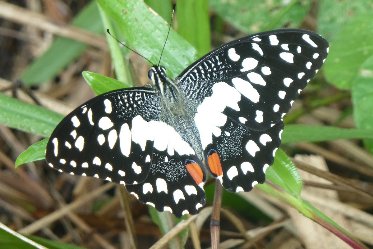 Lime butterfly