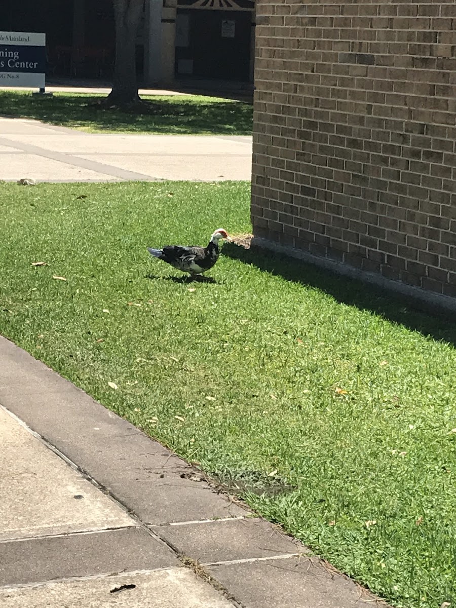 Muscovy Duck