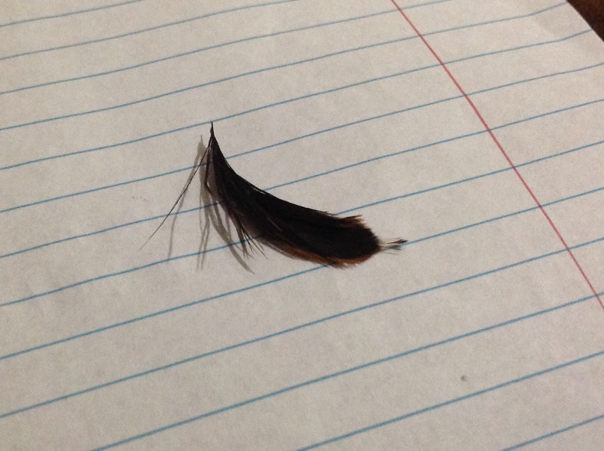 Unknown Spotting ( A Black Feather )