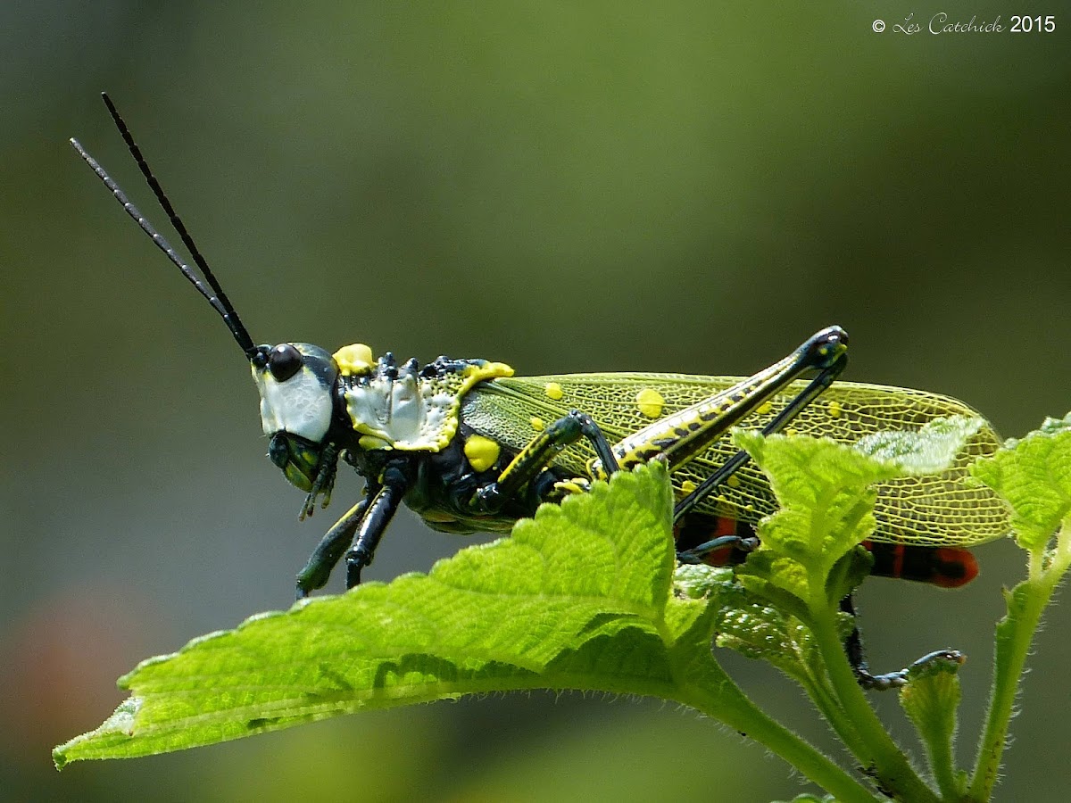 Spotted grasshopper