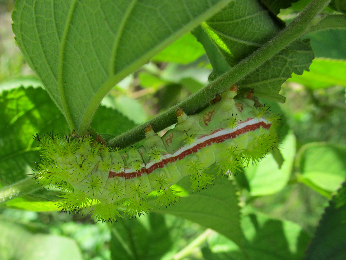 Io Moth caterpillar