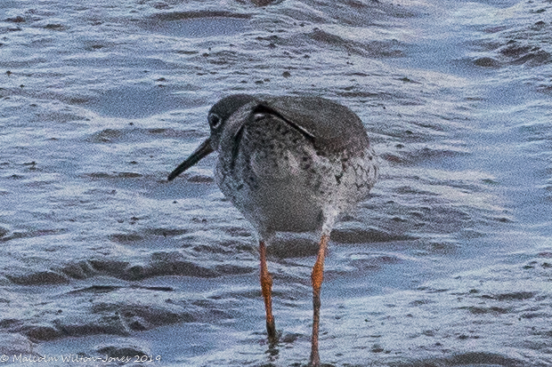 Redshank