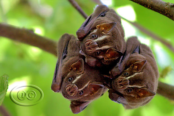 Morcego resgatado desfruta de uma banana Classifique essa tradução Rescued  bal enjoys a banana Rescued bat enjoys a banana tescued bat enjoys - iFunny  Brazil