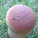 Purple-spored puffball