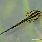 Great Crested Newt