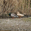 Leucistic female Mallard