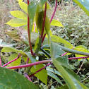 Forest Lizard