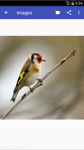 Chardonneret algerien dz