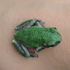 Gray/Cope's GrayTree Frog