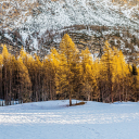 Snowy forest