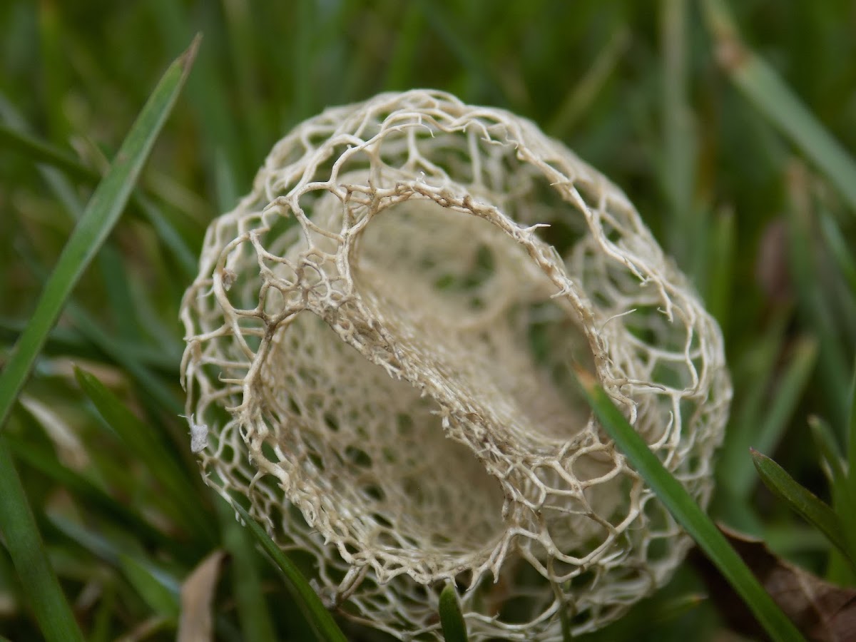 Wild cucumber