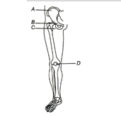 Appendicular Skeleton