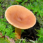 Birch Milkcap