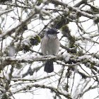 California scrub jay