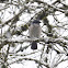 California scrub jay