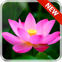 Lotus 3D Live Wallpaper