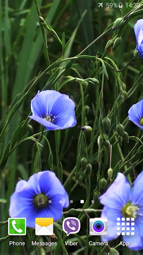 Blue Flowers Live Wallpaper