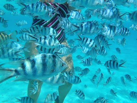 27 de julio, Reef Discovery - El paraíso en la tierra, Polinesia Francesa (15)