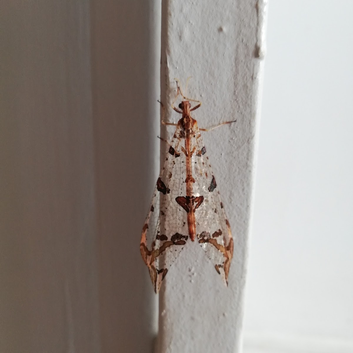 Tree-hole Antlion