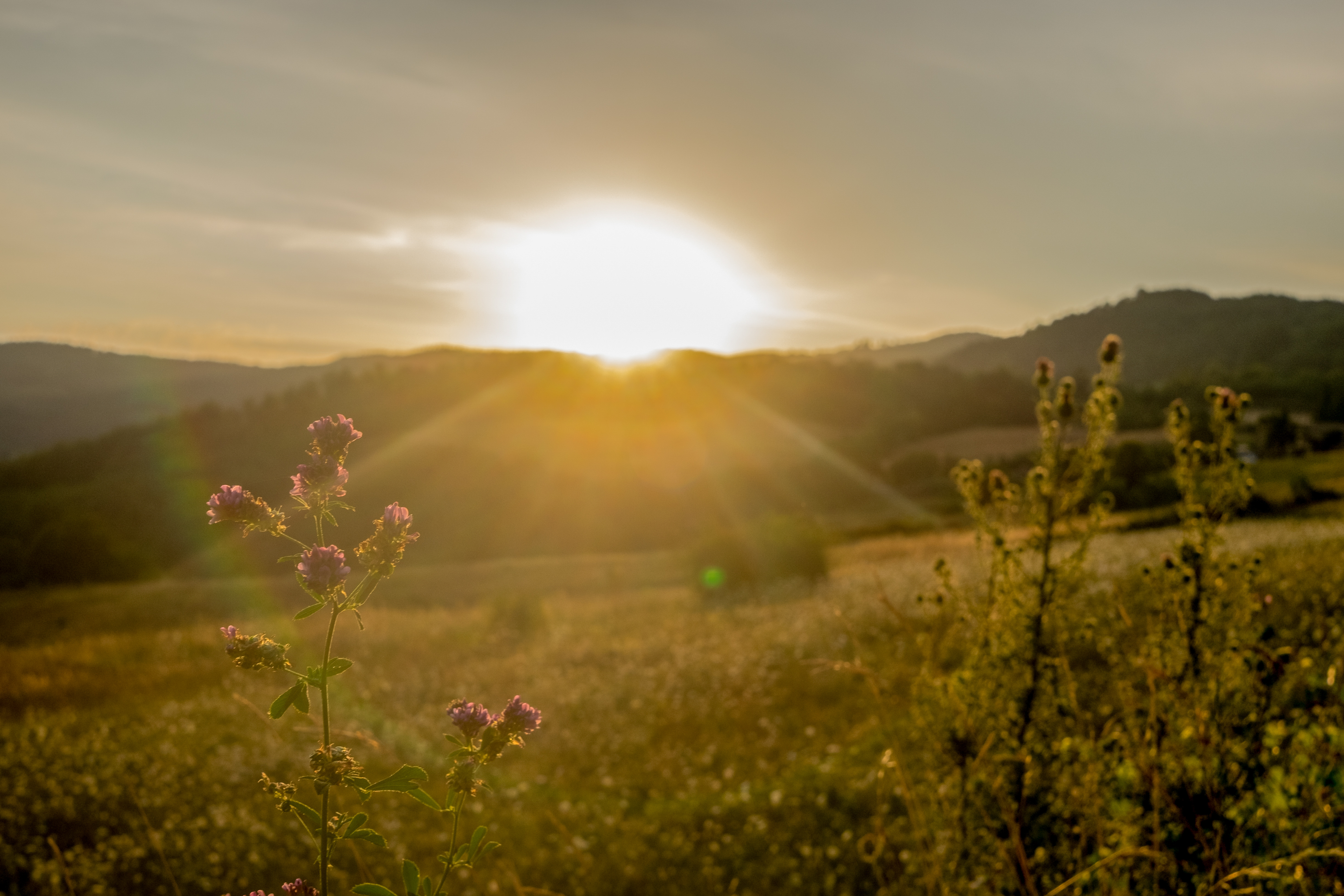 Raggi di luglio di thewhiskeybarphotos