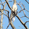 Mourning Dove