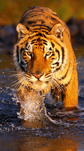 How to install Tiger Sounds 1.0 mod apk for pc