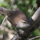 Bewick's Wren