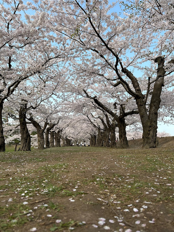 の投稿画像3枚目