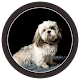 Download Puppies Android Background HD For PC Windows and Mac 1.1