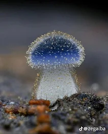 きのこ🍄