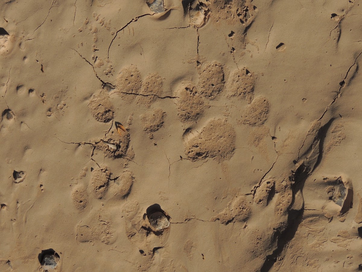 Bobcat Tracks