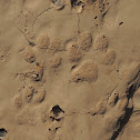 Bobcat Tracks