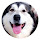 Husky Pop Pet HD Wallpapers New Tabs Theme