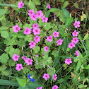 Wood sorrel