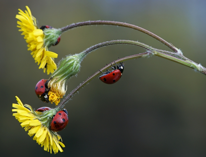 Alla ricerca del fiore giusto di ottantuno