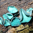 Turquoise Elfcup