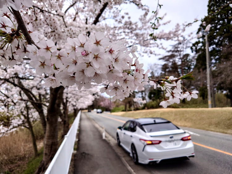 カムリの秋田・桜とコラボ・サクラと愛車に関するカスタム事例の投稿画像7枚目