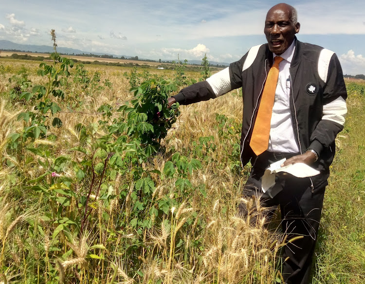 Farmer Jackson Kibor showing the weeds that have destroyed his 300-acres wheat farm at Soy near Eldoret.