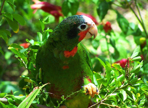 Amazon Parrots Wallpapers FREE