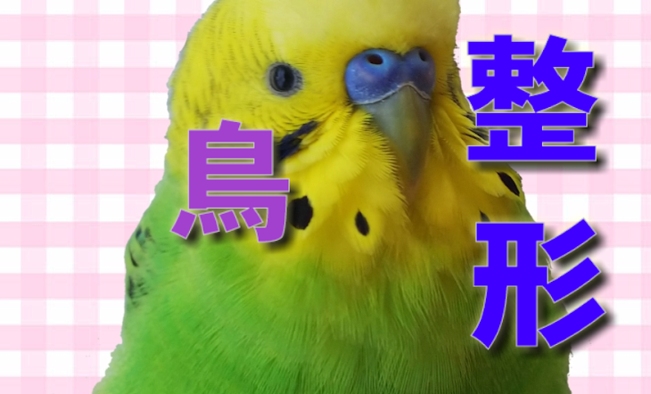 「鳥になれるアプリ…」のメインビジュアル