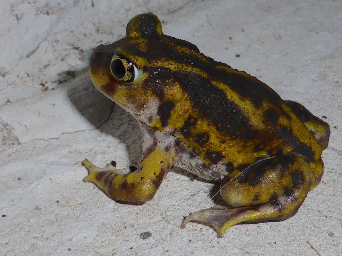 Eastern Spadefoot Toad