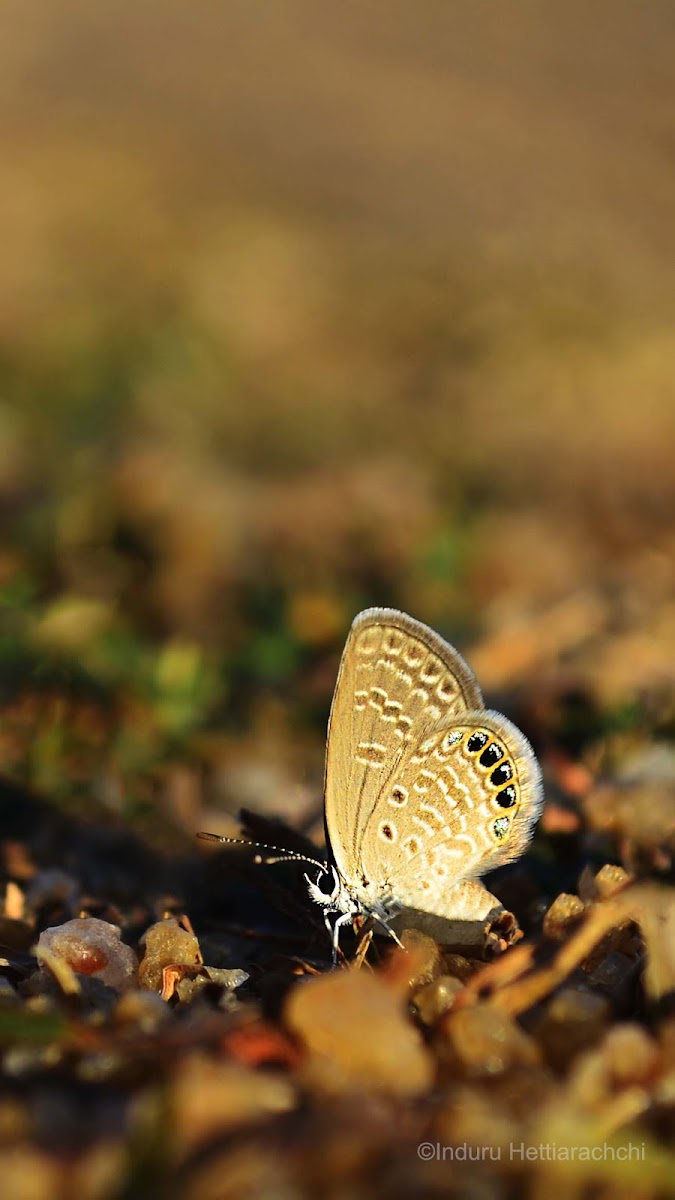 Eastern Grass Jewel