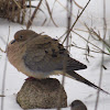 Mourning dove