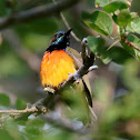 Flame-breasted Sunbird