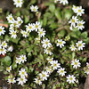 Common Chickweed