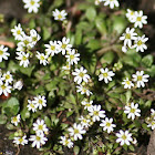 Common Chickweed